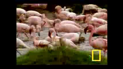 Baboon Vs. Flamingo