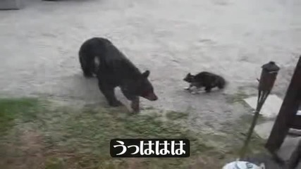 Котка срещу мечка ;d
