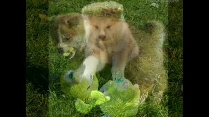 Puppies of Japanese Akita Inu 