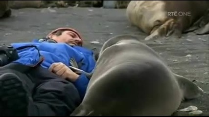 Любвеобилни тюлени