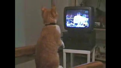Котка се вживява,  като гледа бокс