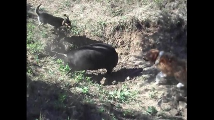 Trenirovka Na Lovni Kucheta v Gater