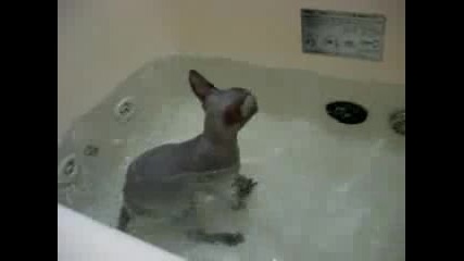 Лудо коте в ваната 