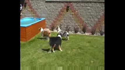 Кучешки басейн