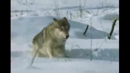 Ловът На Вълци 