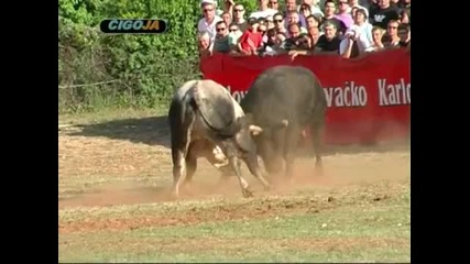 Tito Vs. Kukan Radosic 2011