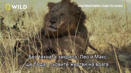 От какво се състои един прайд | Лъвско братство: Пътят на царете | NG Wild Bulgaria