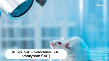 „Супер термити“ плячкосват Флорида: кога идва следващата екологична катастрофа?