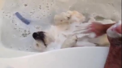 сладко куче се къпе в баня !!! сладур