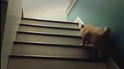 Куче се качва смешно по стълбите