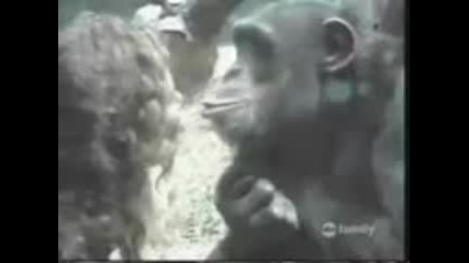 Funny Animals 