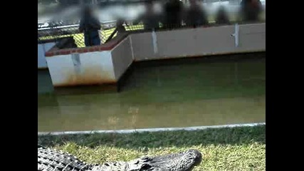Alligator Bites His Hand