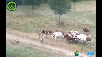 Карате кид пред кравите