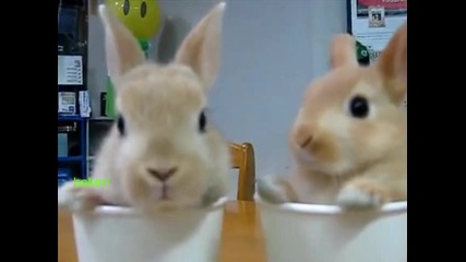 Най-сладките зайчета на света който сте виждали