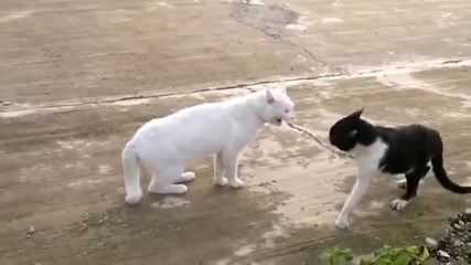 Котка С Поза Като На Кобра (много смях)