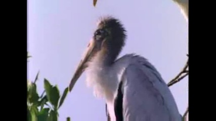 National Geographic - Wood Storks