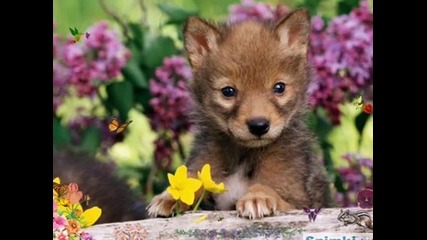 sweet wolves