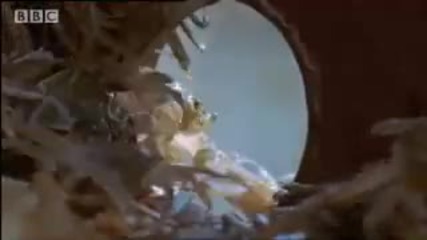 Alien species invasion - Wild Europe - Bbc 
