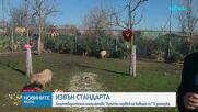 Кръсти червей на бившия си - в Бургаския зоопарк