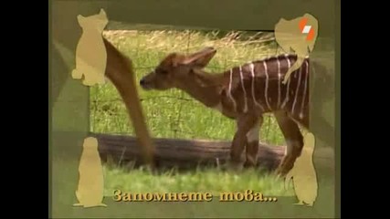 Енцикилопедия на животните - ниала бг аудио High Quality