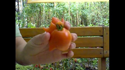 Какъв е този домат ?