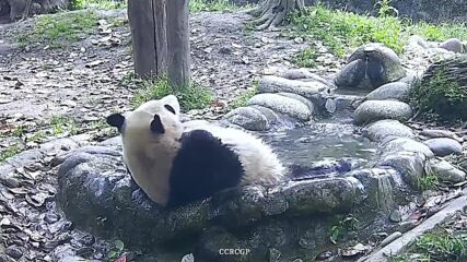 Вижте как панда се изкъпа в „джакузи” (ВИДЕО)