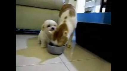 Сладко кученце яде ушите на котка 