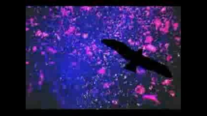 Leonard Cohen - Lady Midnight