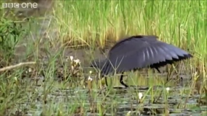 The Very Best Of - Walk on the Wild Side