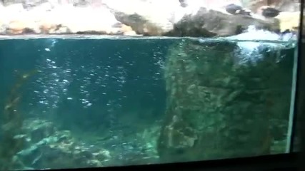 Пингвини 