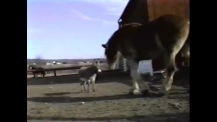 horse