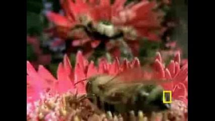 National Geographic - Паяците