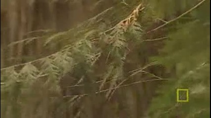 Ng Great Bear Rainforest 