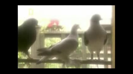 Was Darwin Wrong? 4/5