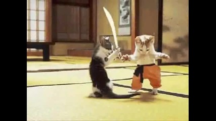 ninja-cats