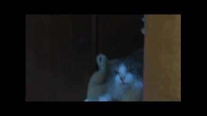 Very very angry cat attacks!!!