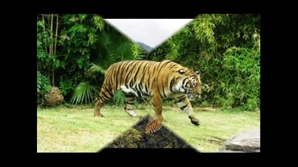 Michael Jackson - Earth song