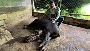 Две бебета тапири се родиха в зоопарка в Никарагуа