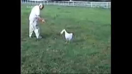 Смешни животни