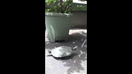 костенурка напада себе си ..;)