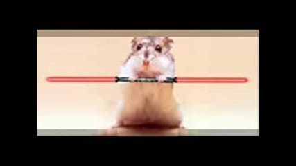 Hamster Dance 