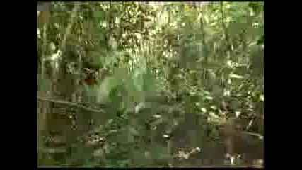 Голямата Стъпка Малаазия