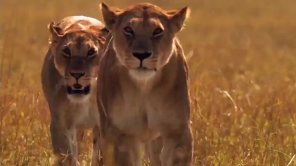 African Cats - Trailer 