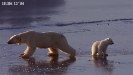 [hd] Полярни Мечки "ice Skating"
