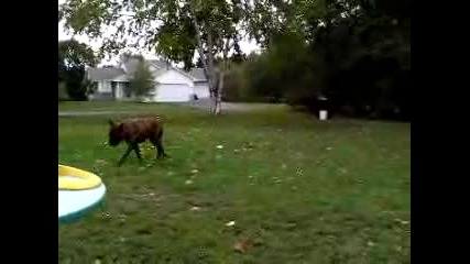 Pitbull Attack Tiger