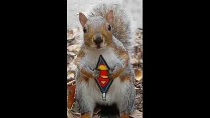Funny Animals