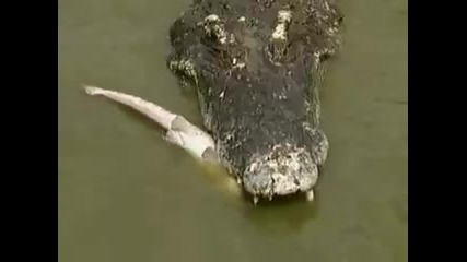 Най - големият крокодил (густав) 