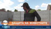 Приют в Харков осигурява дом за изоставени и ранени кучета и котки  