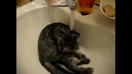 Коте си взема душ