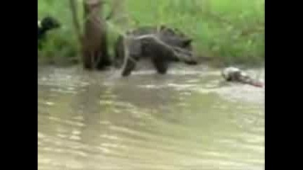 Hog Doggin In North Texas.